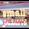 Screen House Music - Small Plants